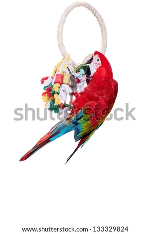 Red-and-green Macaw (Ara chloropterus) isolated over white background