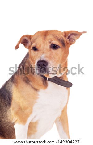 Mixed breed dog, half russian hound, half Pit bull isolated on the white background