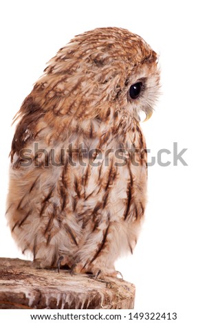 Tawny or Brown Owl (Strix aluco) isolated on the white background