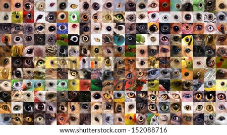 Collage of animals eyes