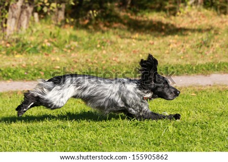 Russian spaniel running on  a green meadow