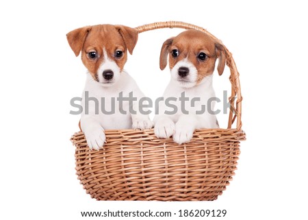 Jack Russell puppy (1,5 month old) on white