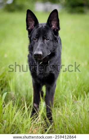 Black German Shepherd dog standing on grass