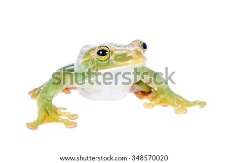 Giant Feae flying tree frog, Rhacophorus feae, isolated on white background