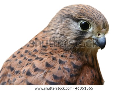 A Kestrel