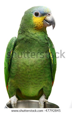 Amazon parrot dissertation