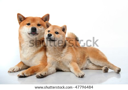 shiba inu puppy. Cute two Shiba Inu dogs on