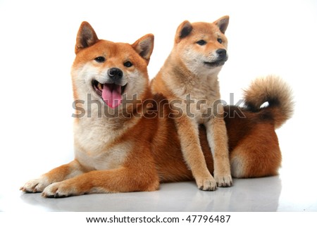 shiba inu puppy. Cute two Shiba Inu dogs on