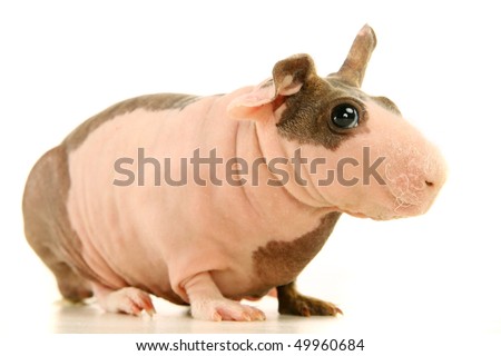 stock-photo--hairless-guinea-pig-isolate