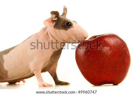 stock-photo-skinny-guinea-pig-and-red-apple-on-the-white-background-49960747