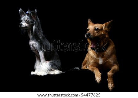 stock photo : Mixed breed dog and Chinese Crested Dog - Hairless on the 