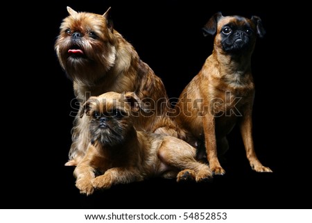 Three dogs (Griffons Bruxellois and Petit brabancon) on the black background