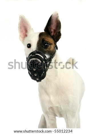 White sleek-haired fox-terrier in a muzzle on a white background