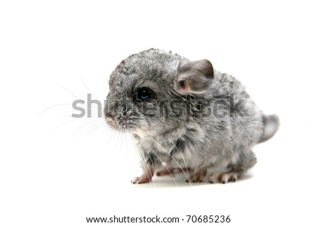 Black Baby Chinchilla