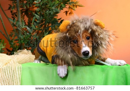 Basenji puppy, 4 months, in the fancy dress of lion, on the orange background