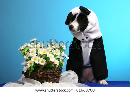 puppy fancy dress
