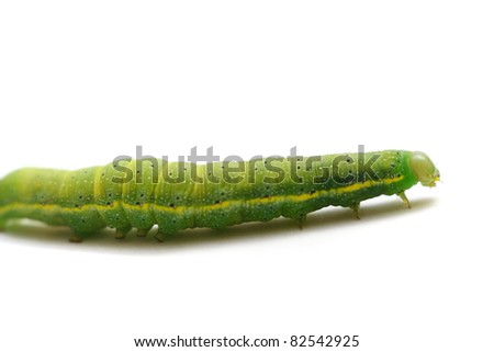 Caterpillar Of Green-Veined White Butterfly (Pieris Nap