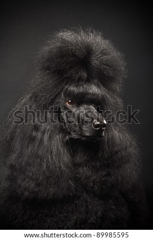Black Royal poodle on the black background