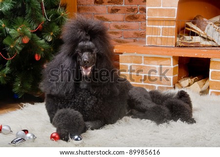 Black Royal poodle near the fireplace and christmass tree