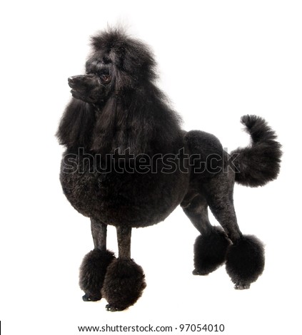 Black Royal poodle on the white background