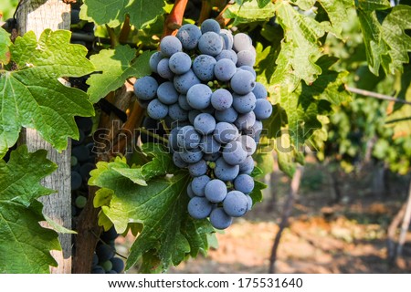 Large bunch of red wine grapes hang from a vine, warm. Ripe grapes with green leaves. Natural background with Vineyard. Wine concept
