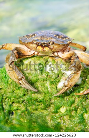 natural crab in the sea water on green stone with moss