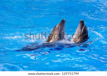Two dolphins swim in the pool water