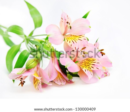 Rosy Alstroemeria Lily Spray isolated on white, green stem spray of more than one flower