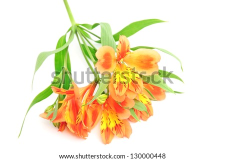 Yellow Orange Alstroemeria Lily Spray isolated on white, green stem spray of more than one flower