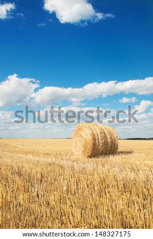 harvested field with straw bales in summer bright day with blue sky