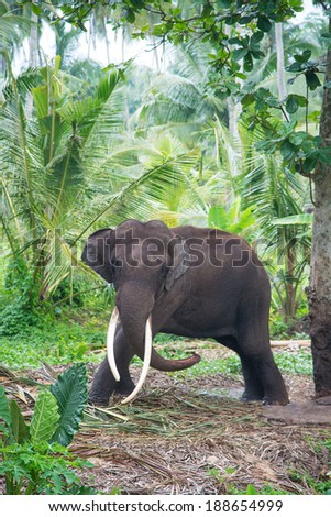 Elephant portrait with large tusks in jungle, Sri Lanka