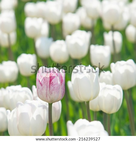 One rosy tulip in a field of white tulips - flowers background