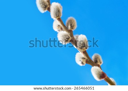 Spring pussy willow catkins background - grey fluffy buds on tree branch