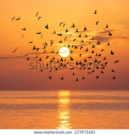 Scenic view of beautiful bright sunset with birds flock silhouettes above sea surface