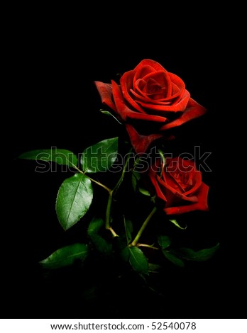 Couple of red roses isolated on black background