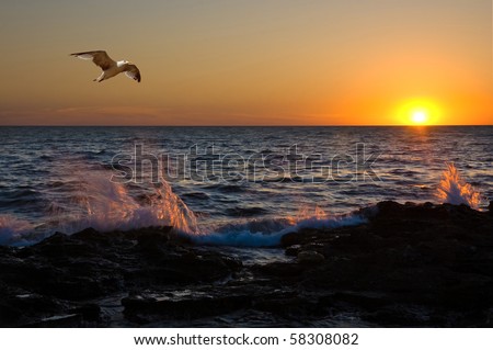 Bright sunset under the storm sea with waves splashes and flying seagull