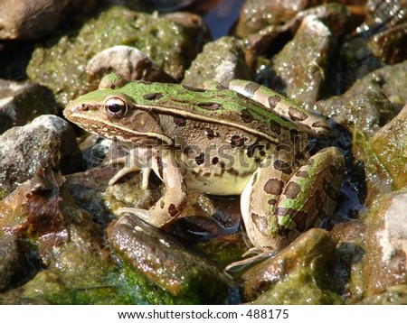 A frog trying to stay cool on a hot summer day.