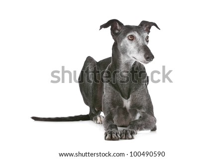 old greyhound