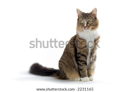 a cat sitting