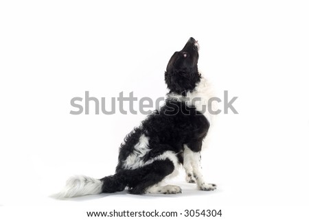 Dutch Hunting Dog