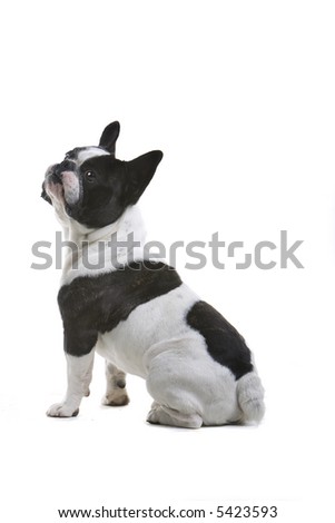 French Bulldog Sitting