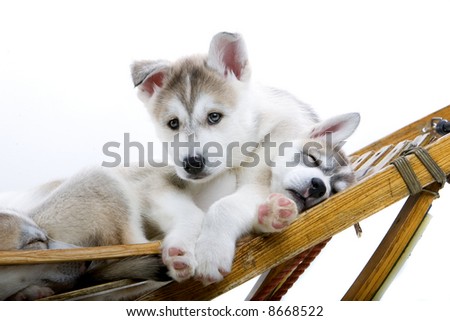 siberian husky puppies wallpaper. husky Husky+dog+puppy