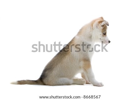 siberian husky puppies wallpaper. siberian husky puppies