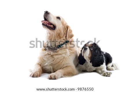 Labrador+cocker+spaniel+cross+puppies