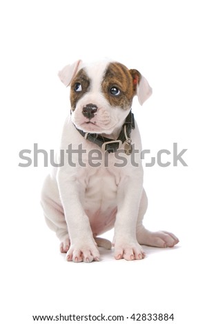 black american bulldog puppy. stock photo : American Bulldog