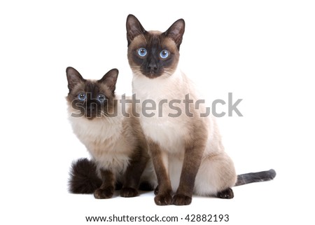 balinese/birmanese cats isolated on a white background