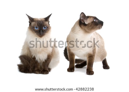 balinese/birmanese cats isolated on a white background