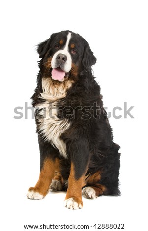 Burmese Mountain  Pictures on Stock Photo   Bernese Mountain Dog Sitting Or Berner Sennen  Isolated