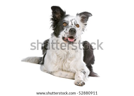 and white border collie