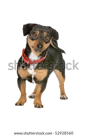 black and tan jack russell. stock photo : lack and tan